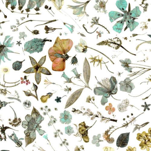 Liberty Tana Lawn - Floral Eve C